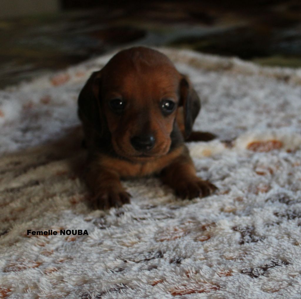 des bords d'avene - Chiot disponible  - Teckel poil ras