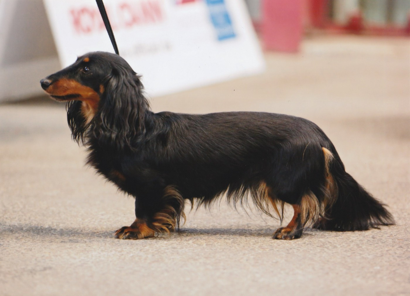 CH. Tacita des bords d'avene