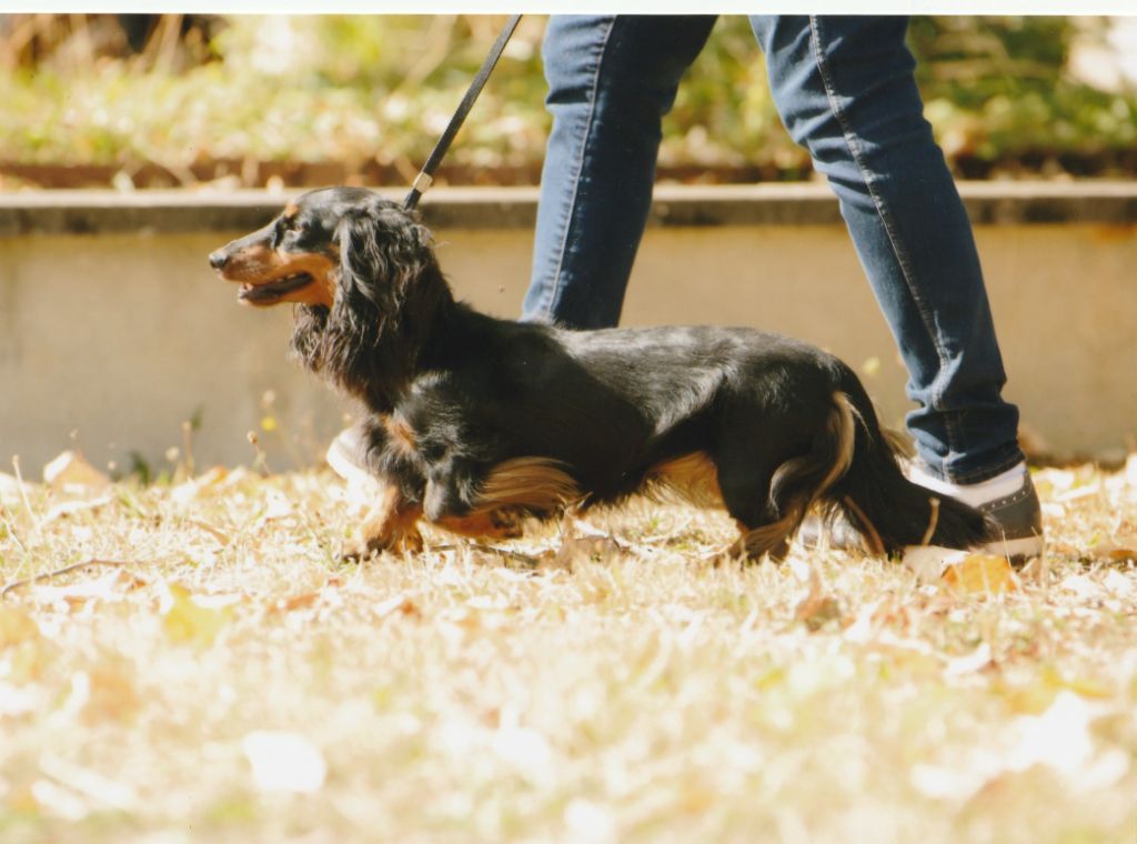 CH. Tara des bords d'avene