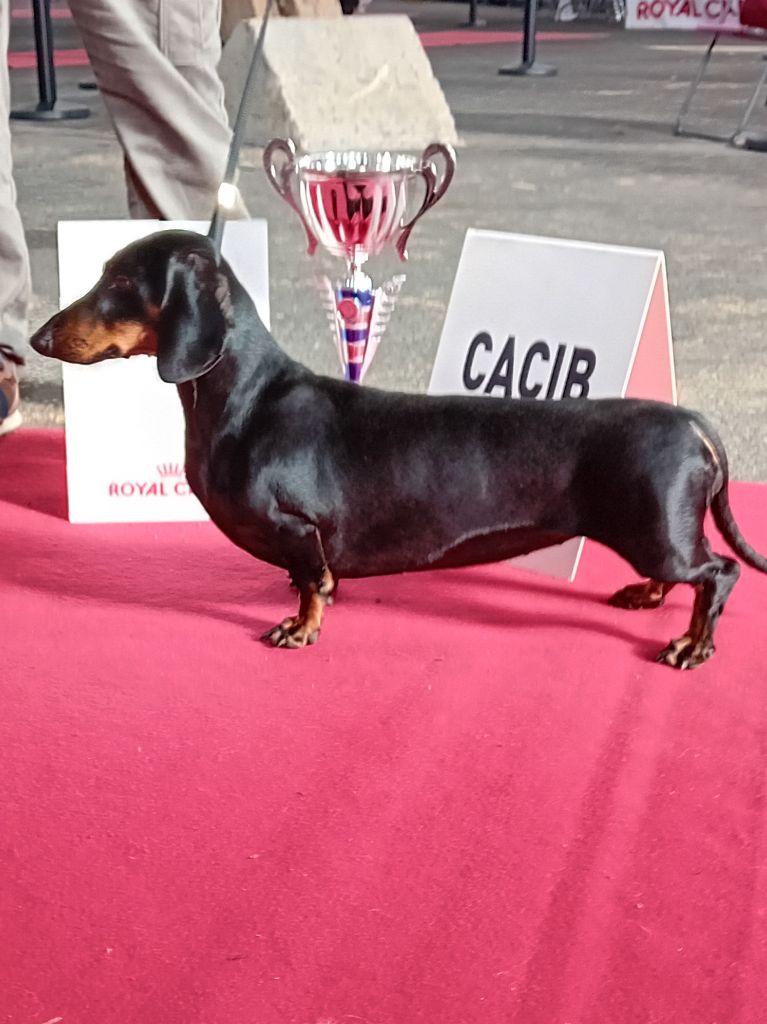 CH. stells-taylor Shahzoda dite princesse