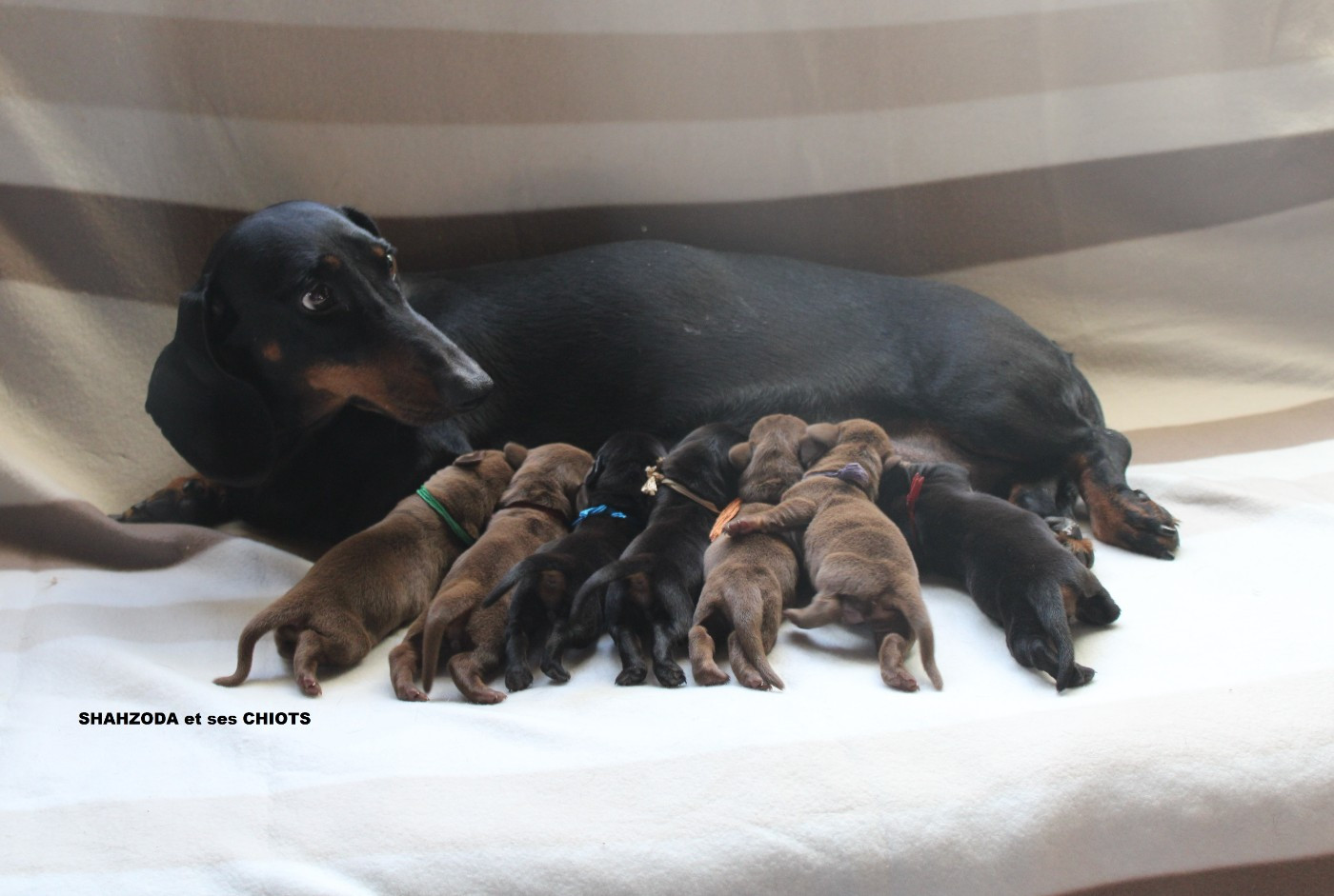 Chiot Teckel poil ras des bords d'avene