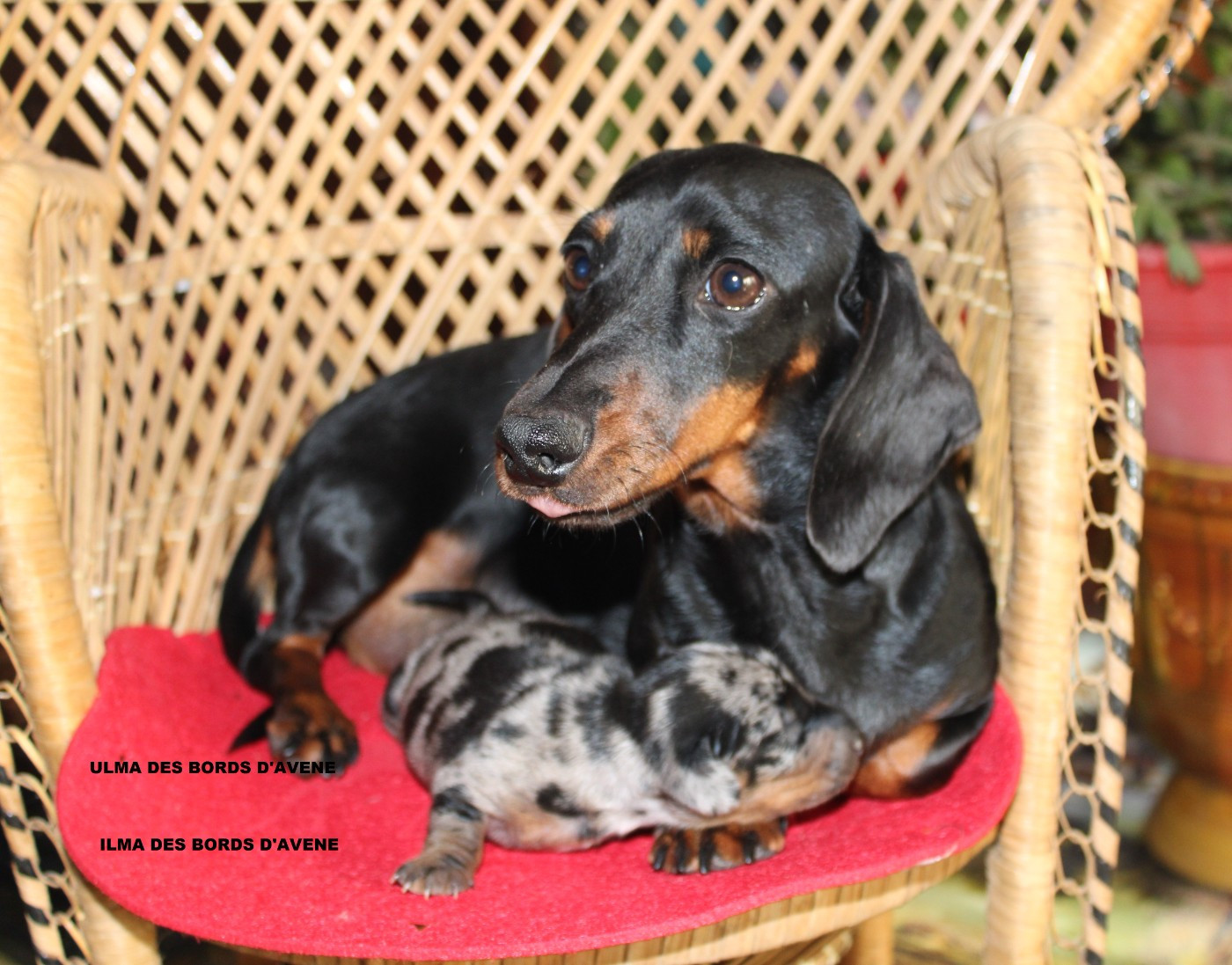 des bords d'avene - Chiots disponibles - Teckel poil ras