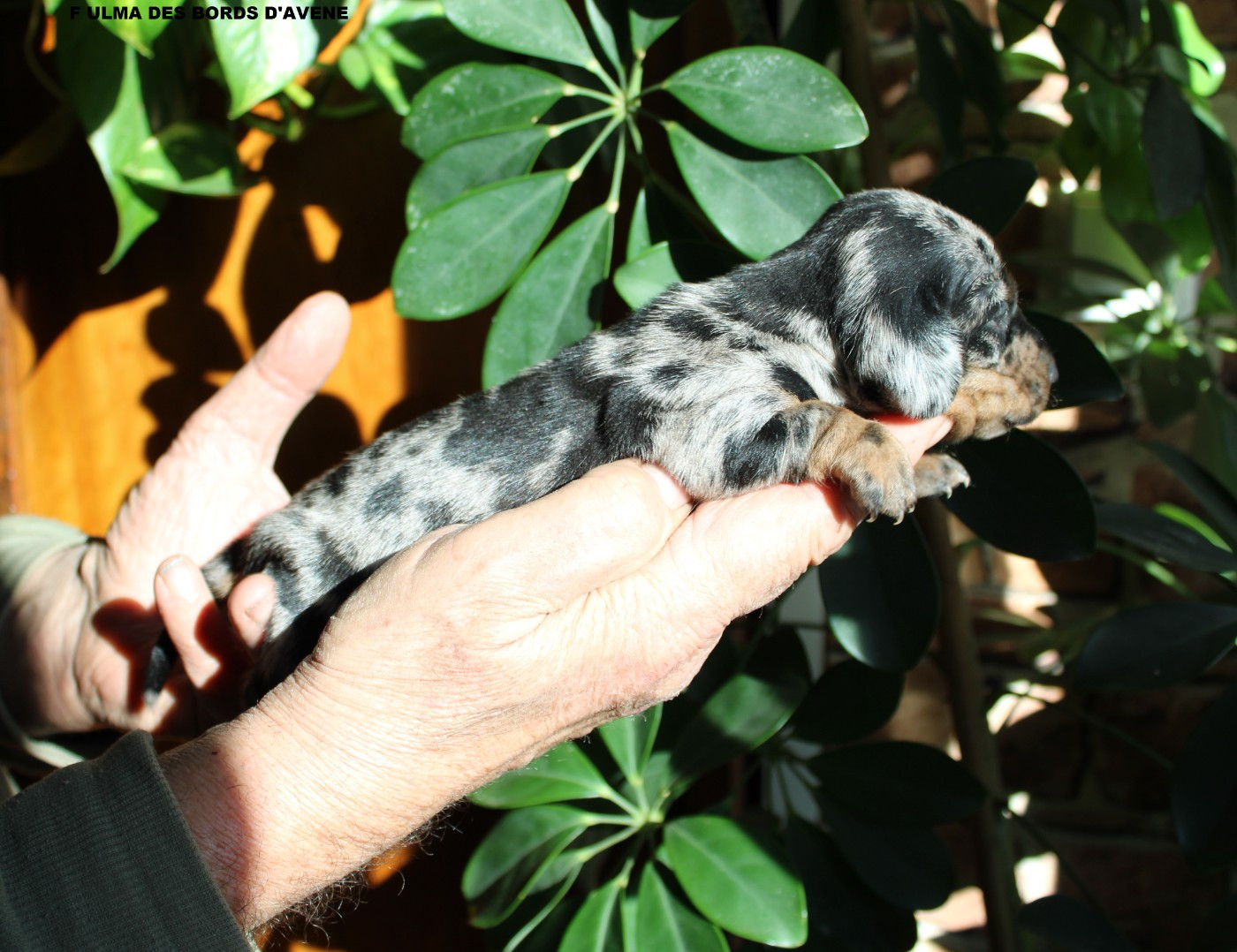 Chiot Teckel poil ras des bords d'avene