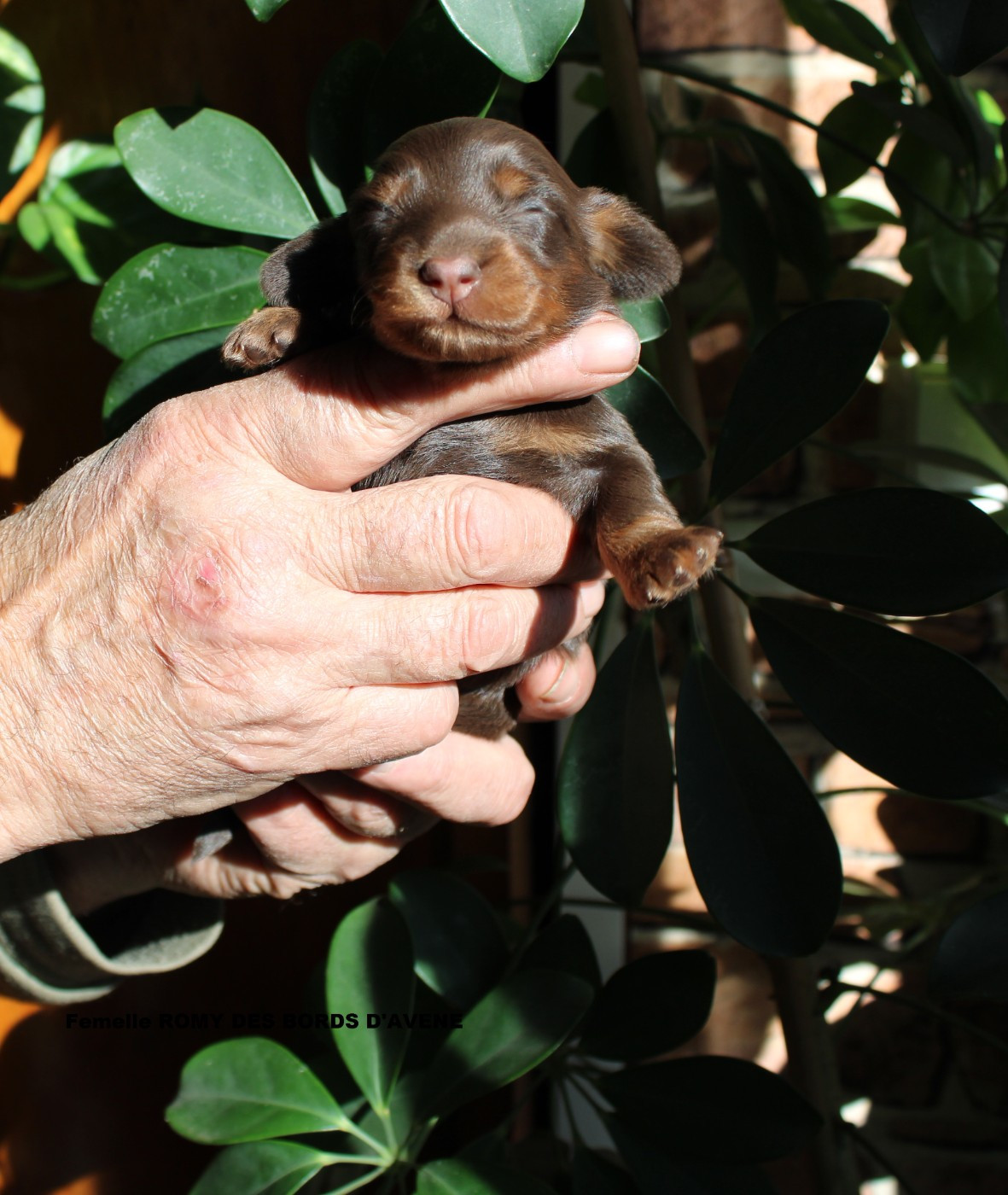 des bords d'avene - Teckel poil long - Portée née le 11/11/2025