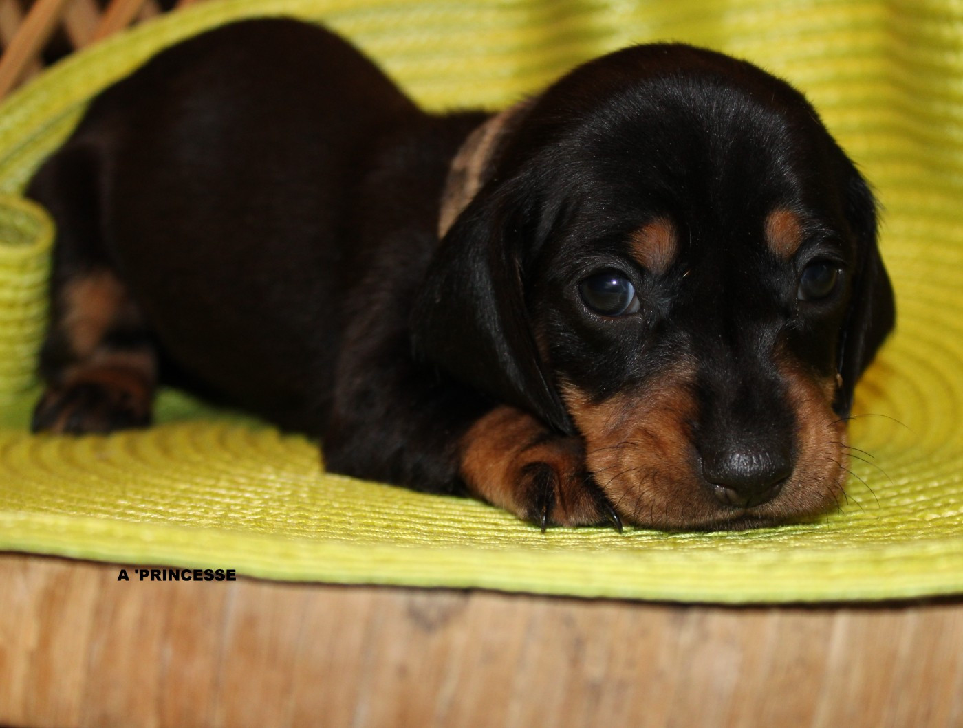 des bords d'avene - Chiots disponibles - Teckel poil ras