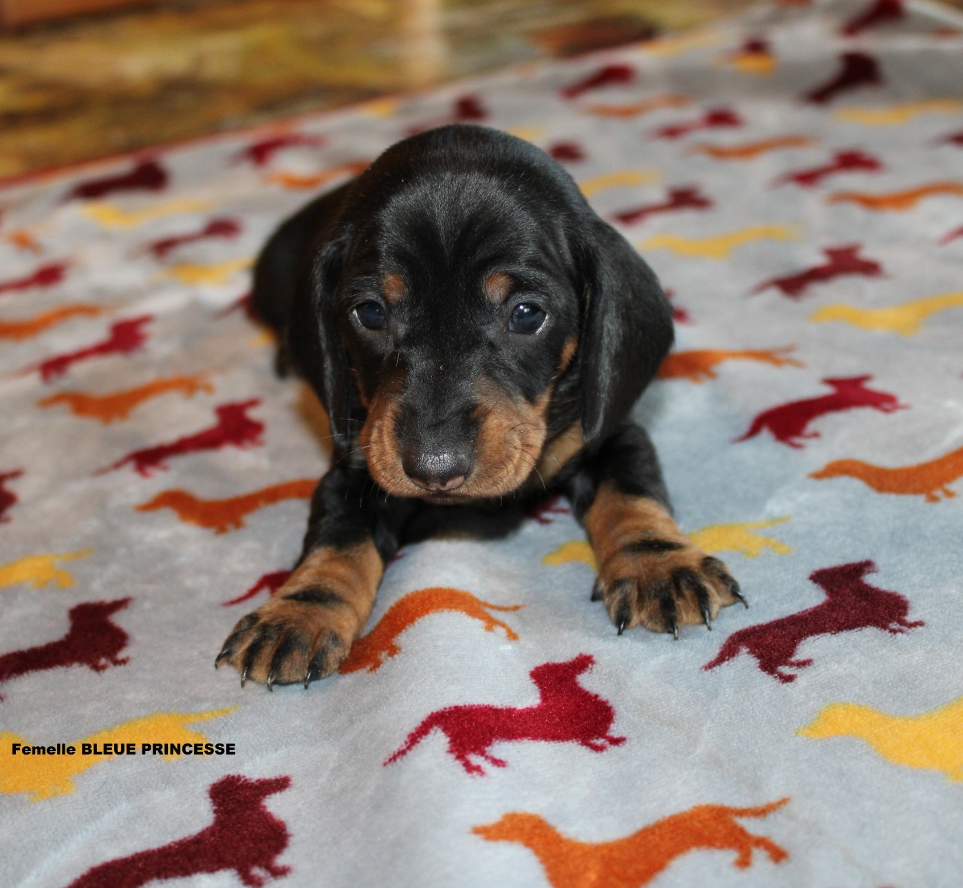 des bords d'avene - Chiots disponibles - Teckel poil ras