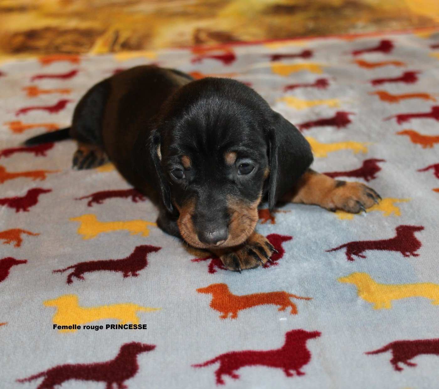 des bords d'avene - Chiots disponibles - Teckel poil ras