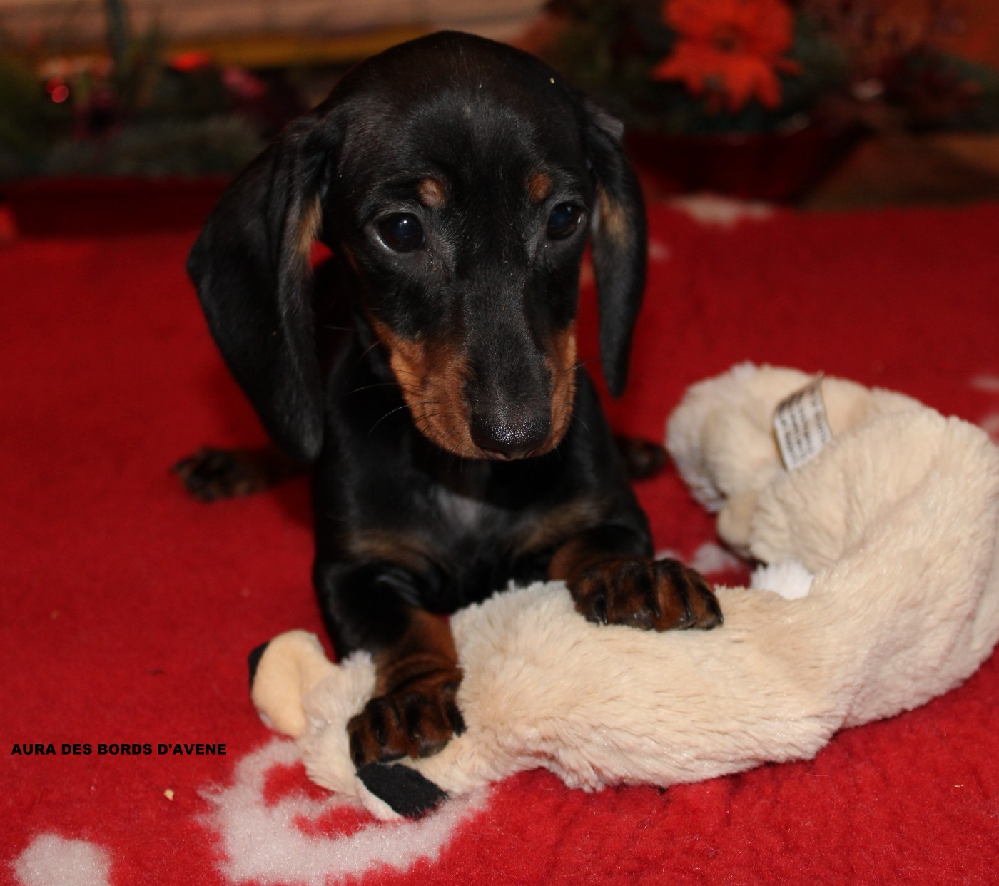 des bords d'avene - Chiots disponibles - Teckel poil ras