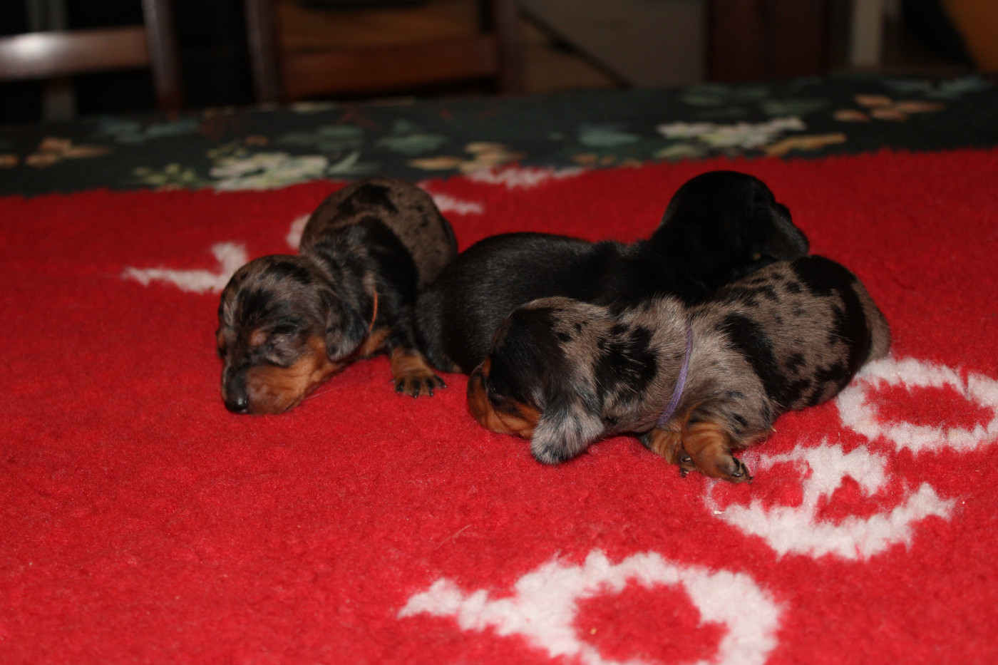 des bords d'avene - Chiots disponibles - Teckel poil ras