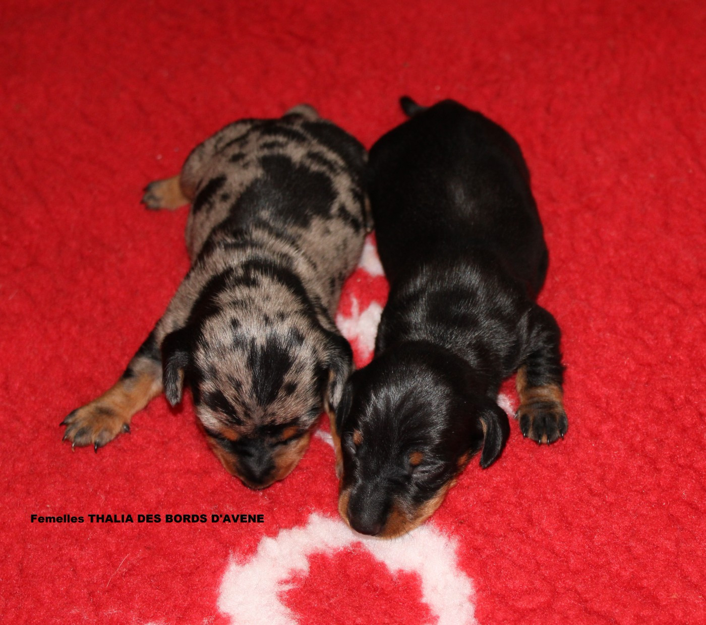 des bords d'avene - Chiots disponibles - Teckel poil ras