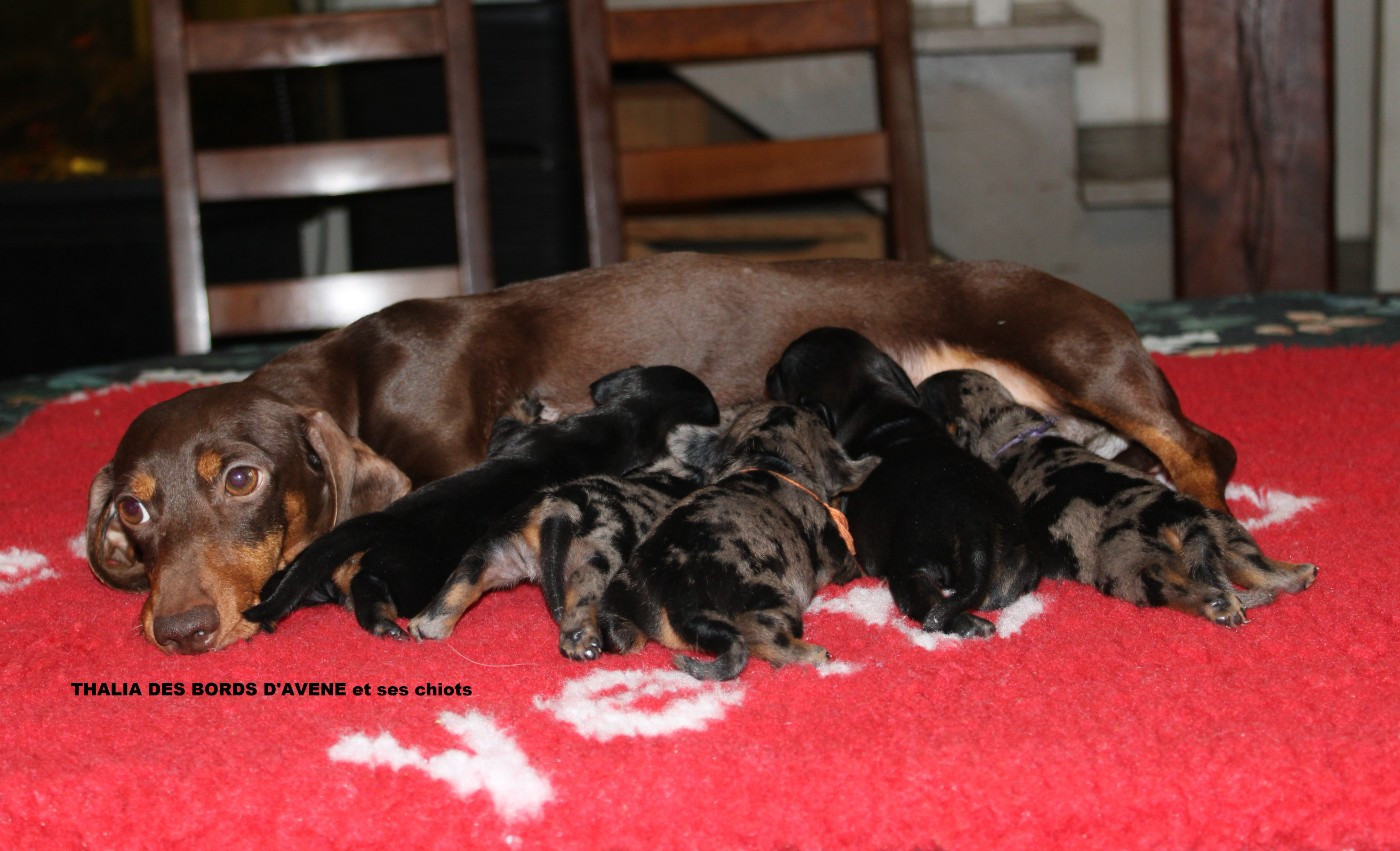 Chiot Teckel poil ras des bords d'avene