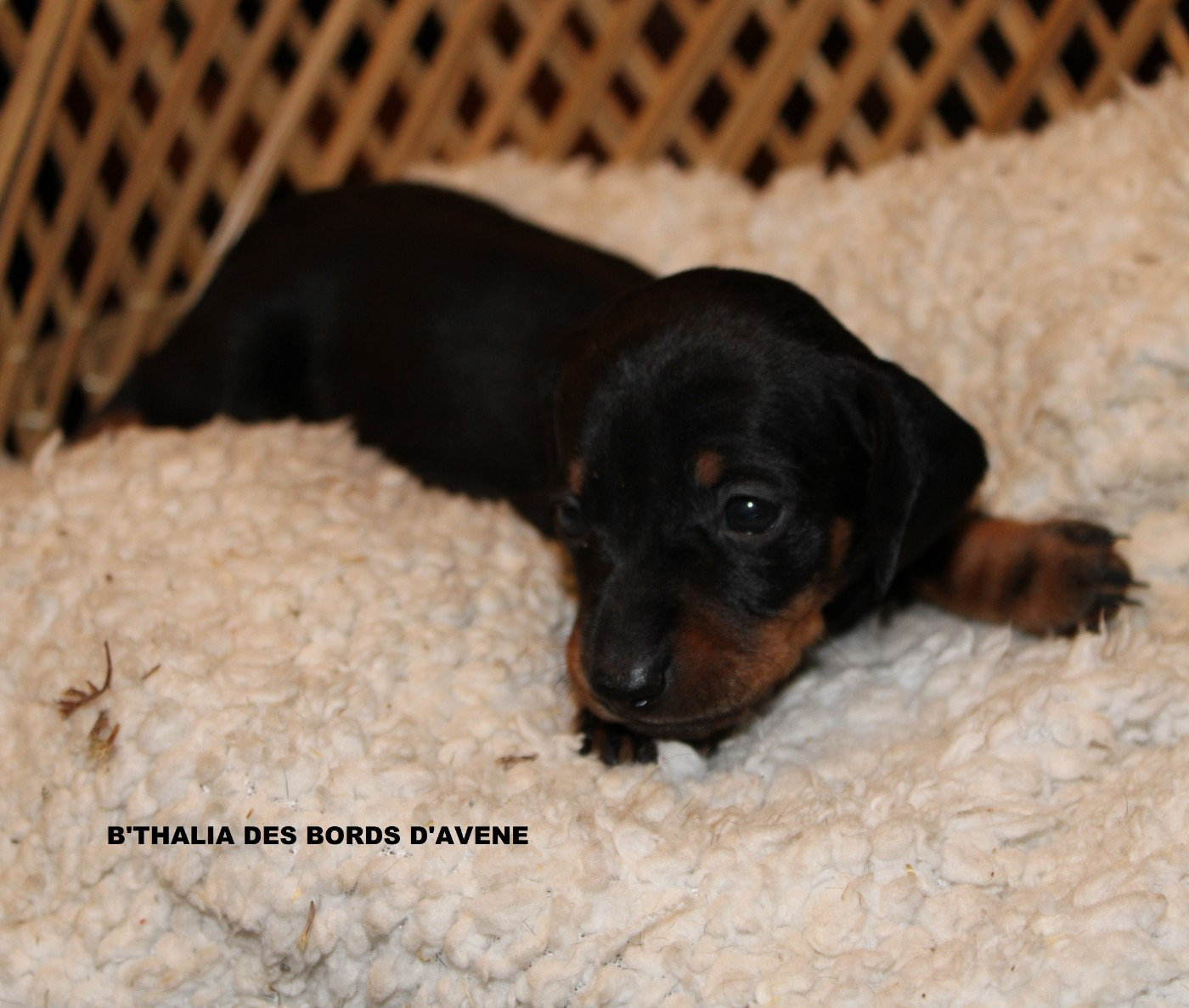 des bords d'avene - Chiots disponibles - Teckel poil ras