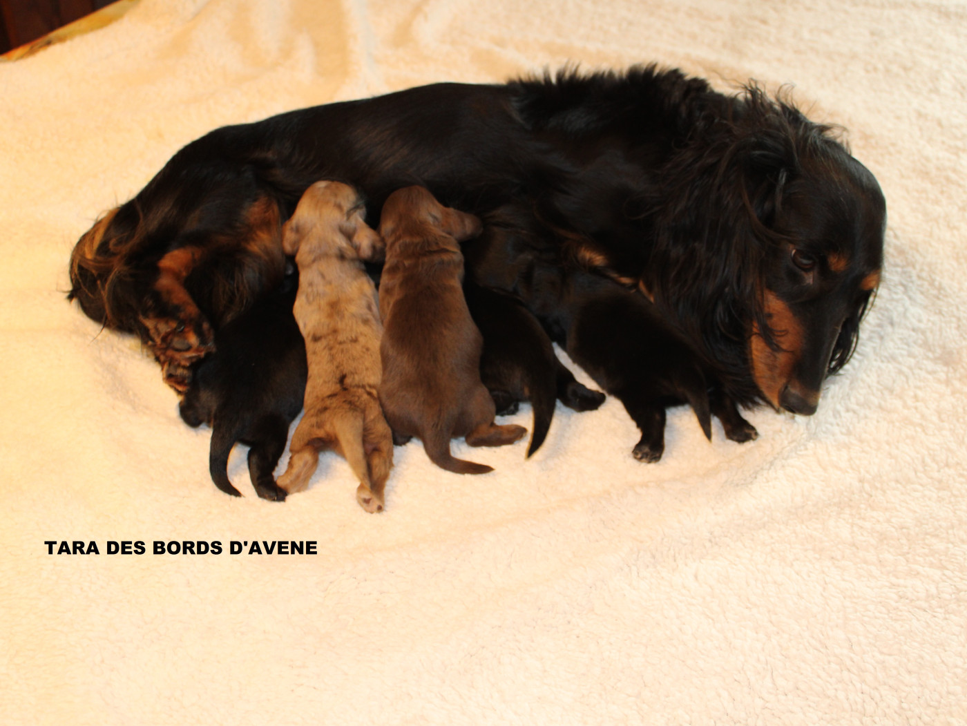 Chiot Teckel poil long des bords d'avene