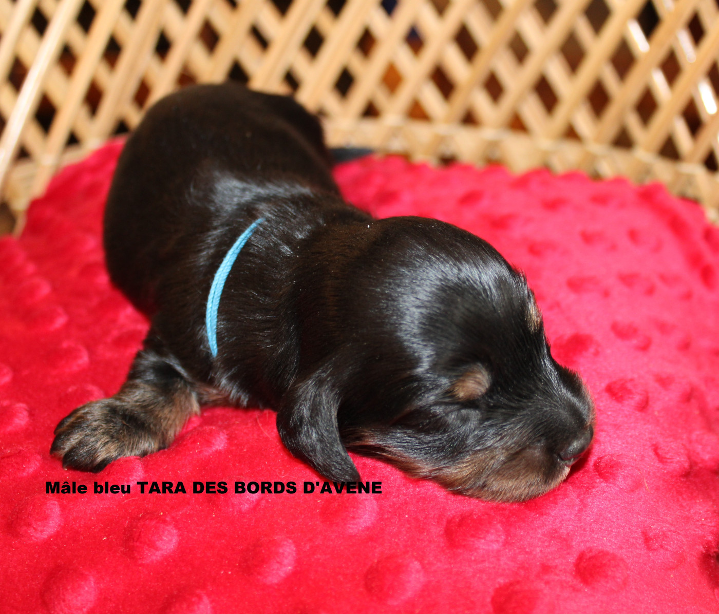 des bords d'avene - Chiots disponibles - Teckel poil long