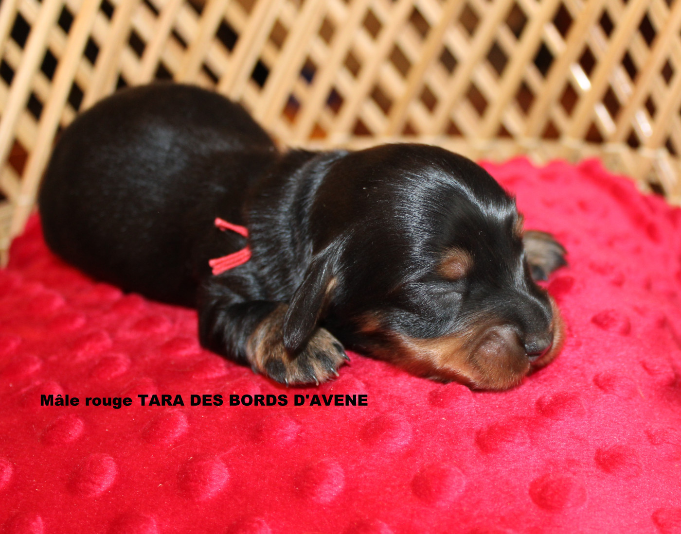 des bords d'avene - Chiots disponibles - Teckel poil long