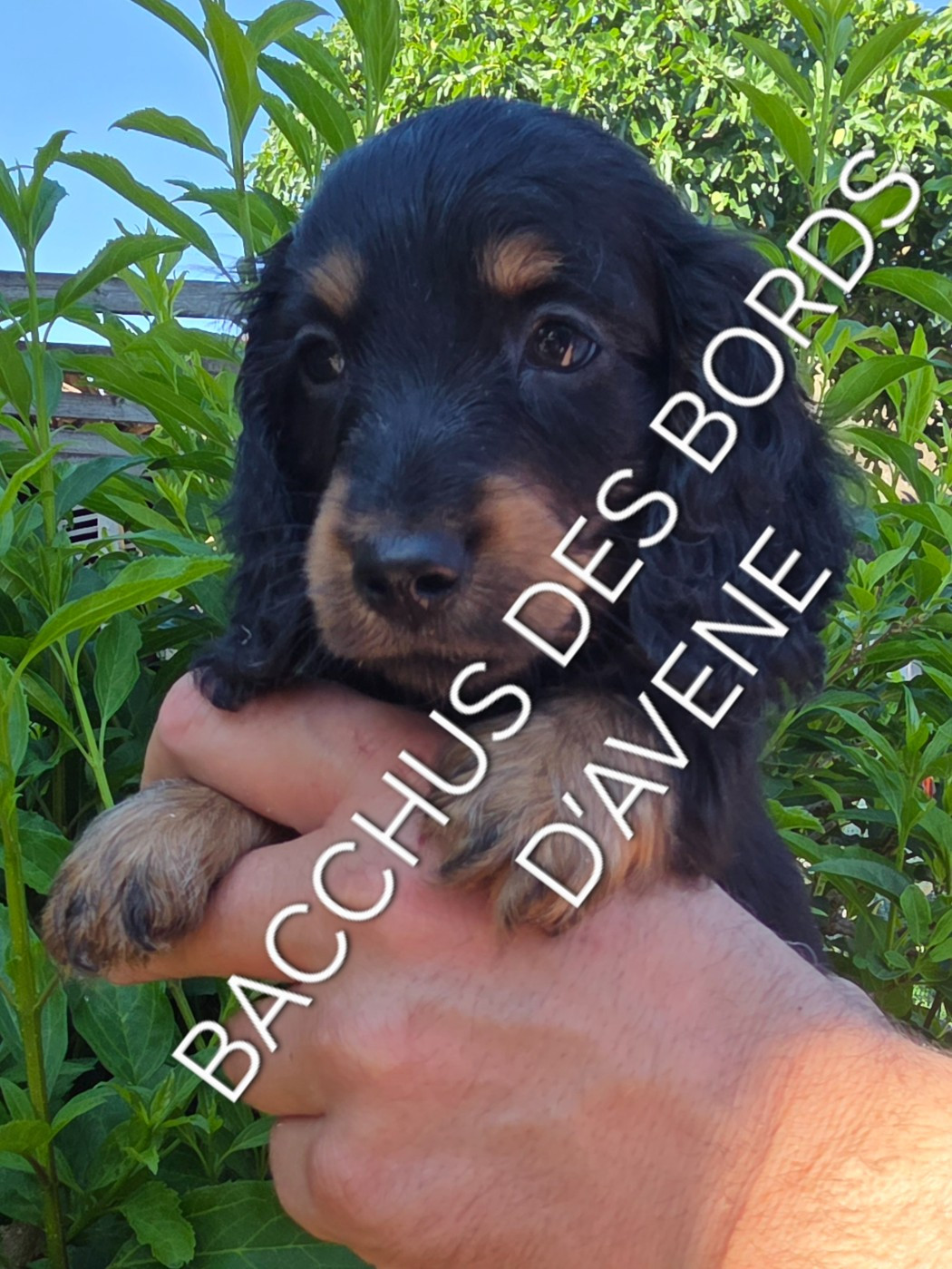 des bords d'avene - Chiots disponibles - Teckel poil long