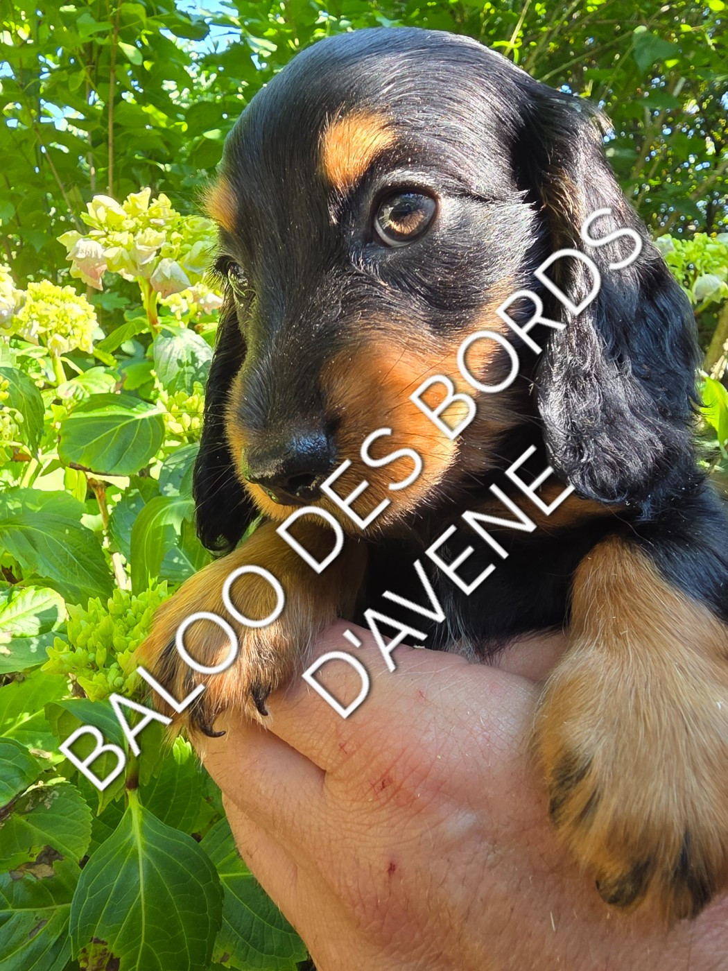 des bords d'avene - Chiots disponibles - Teckel poil long