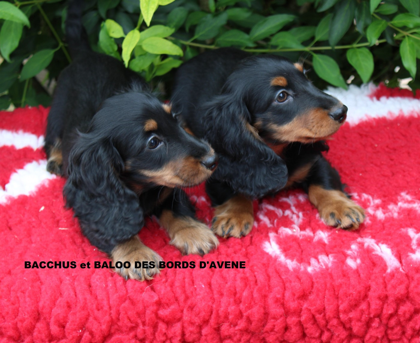 Chiot Teckel poil long des bords d'avene