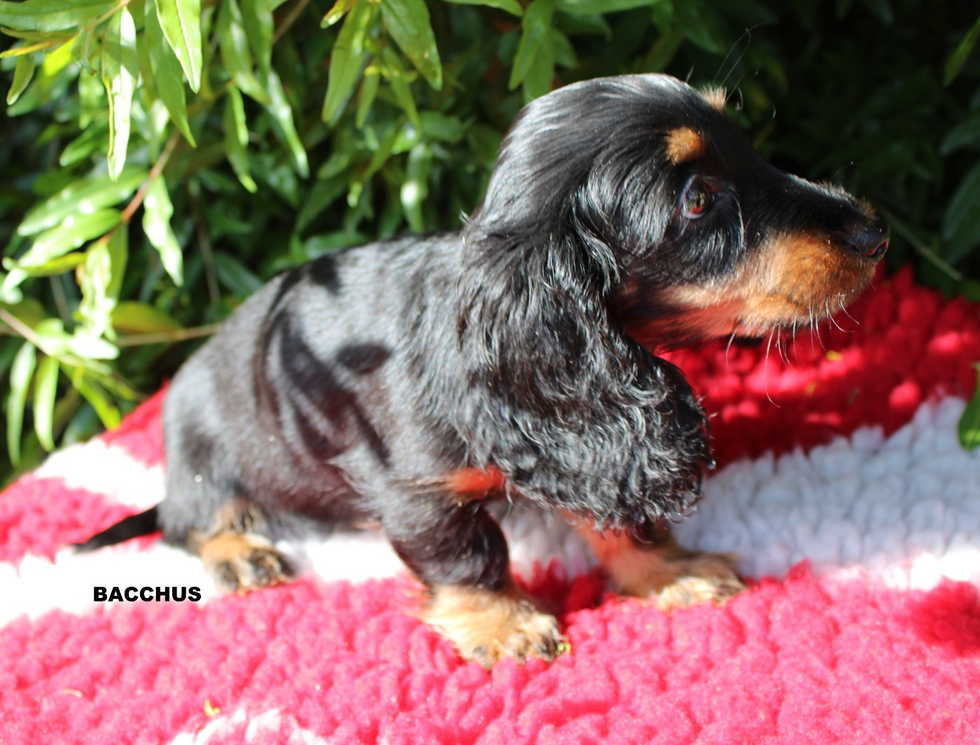 des bords d'avene - Chiots disponibles - Teckel poil long