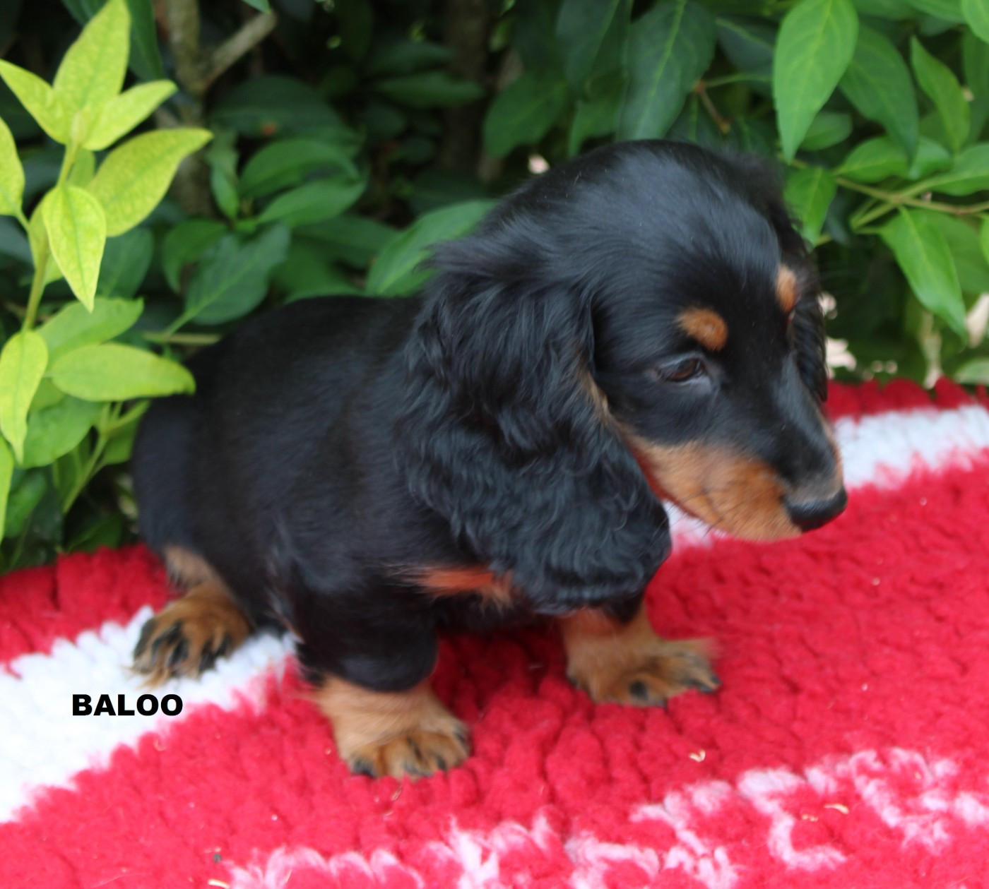 des bords d'avene - Chiots disponibles - Teckel poil long