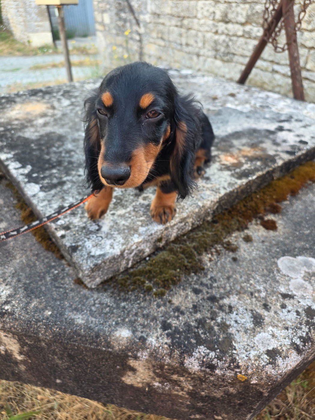 des bords d'avene - Chiots disponibles - Teckel poil long
