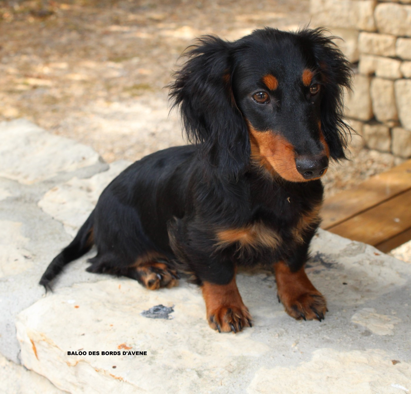 des bords d'avene - Chiots disponibles - Teckel poil long