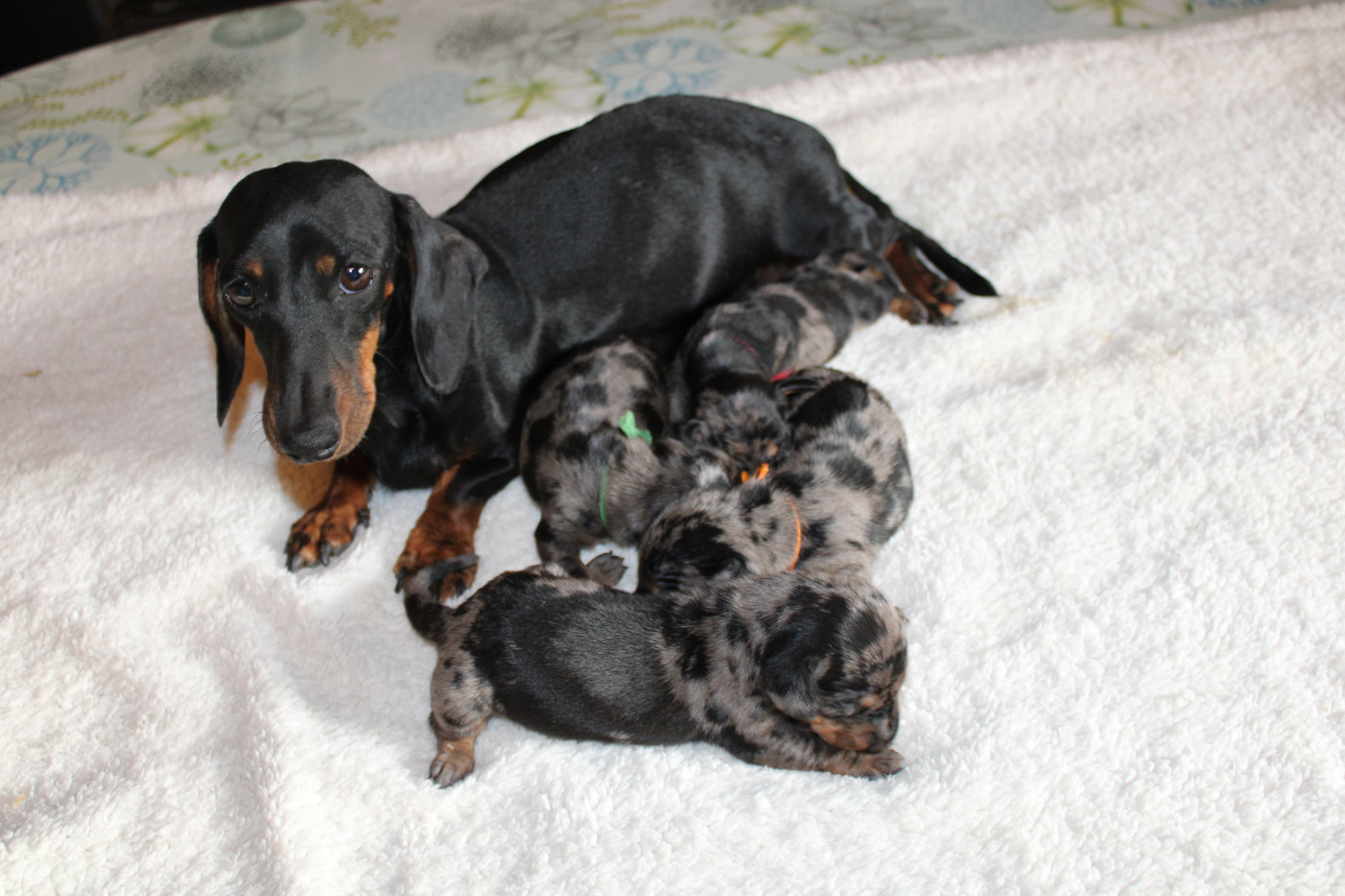 Chiot Teckel poil ras des bords d'avene