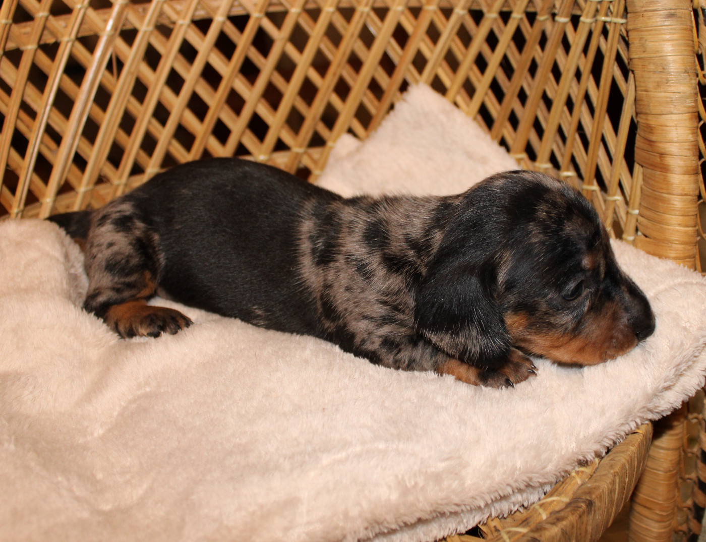 des bords d'avene - Chiots disponibles - Teckel poil ras
