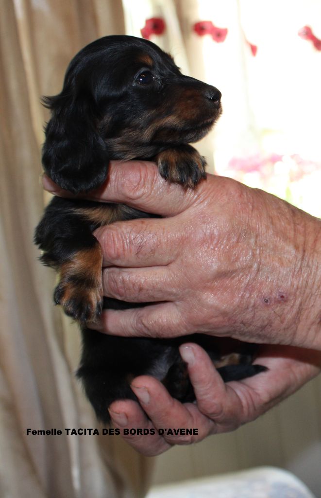 des bords d'avene - Chiots disponibles - Teckel poil long