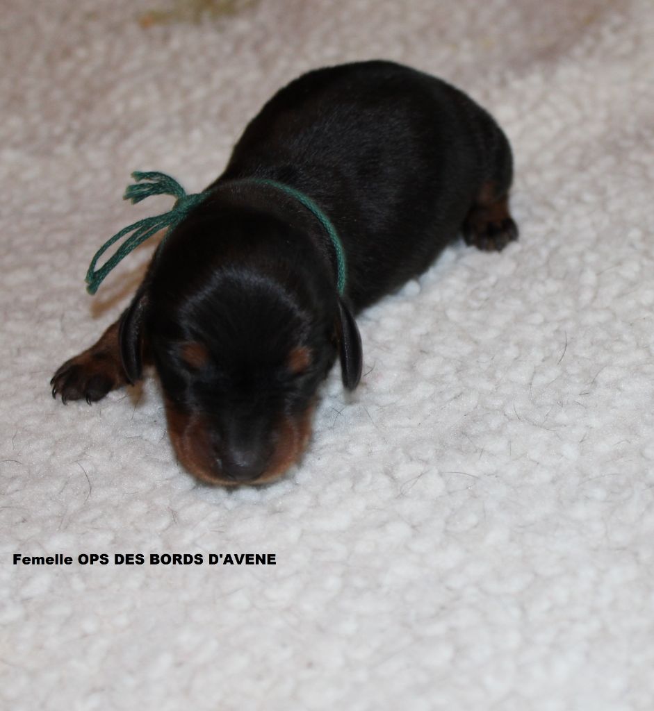 des bords d'avene - Chiots disponibles - Teckel poil ras