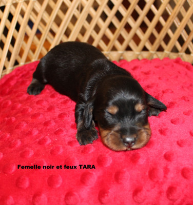 femelle noir et feux