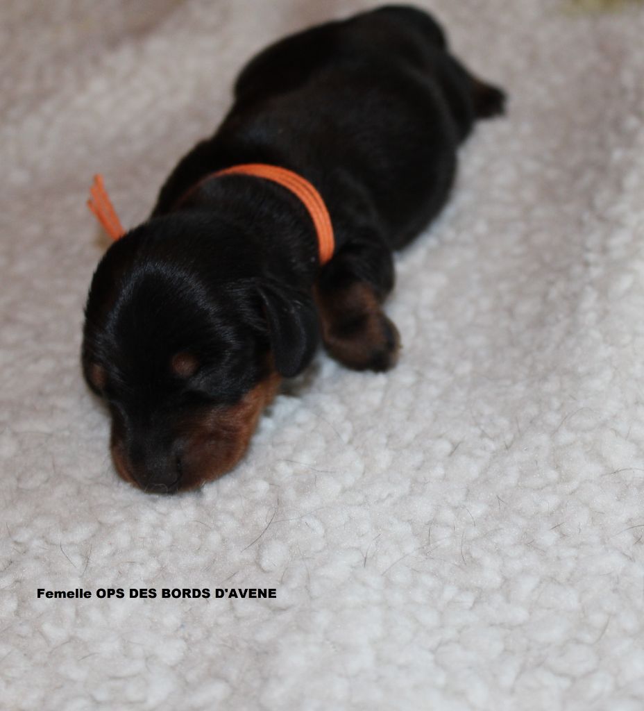 des bords d'avene - Chiots disponibles - Teckel poil ras